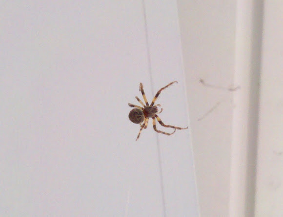 Spotting Image 1