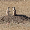 Black-tailed Prairie Dog