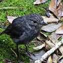 New Zealand Robin or Toutouwai