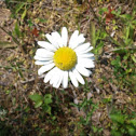 Daisy
