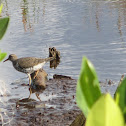 Spotted Sandpiper