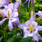 Hybrid columbine