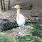 Cattle Egret