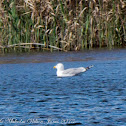 Yellow-legged Gull; Gaviota Patiamarilla