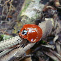 Biodiversidad De Las Altas Montañas