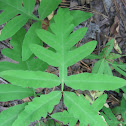 Netted Chain Fern