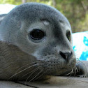 Harbor Seal