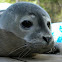 Harbor Seal