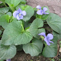 Common Blue Violet