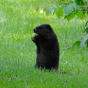 Groundhog