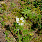 Western Anemone