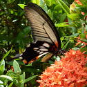 Great Mormon (female)