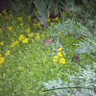 American Toad