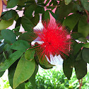 Powderpuff plant