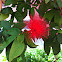 Powderpuff plant