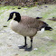 Canada Goose