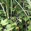 Long-horned beetle