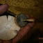 Dung Roundhead?