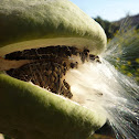 Miraguano, Taso, cruel vine