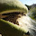 Animales/plantas invasoras o plagas y sus depredadores. Invasive plants/animals or pest and their predators