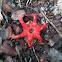 Starfish Stinkhorn mushroom