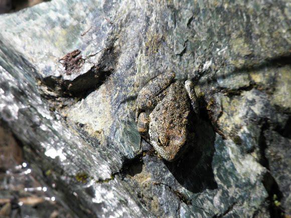 Spotting Image 1