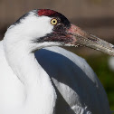 Whooping Crane
