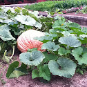 Pumpkin