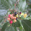Glossy Buckthorn