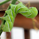 Tobacco Hornworm