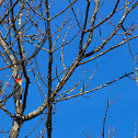 Red-Bellied Woodpecker