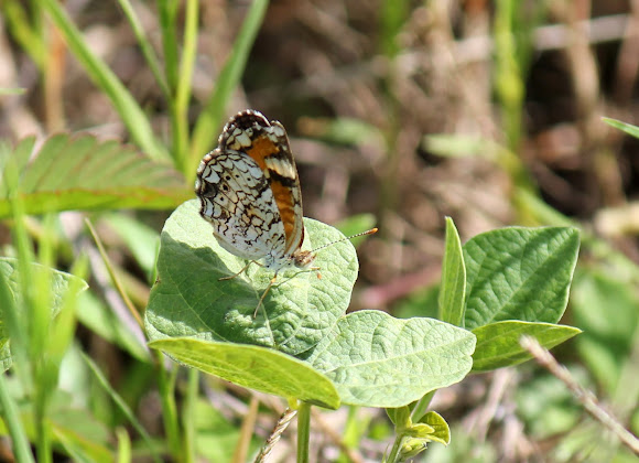 Spotting Image 1