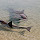 Save the Dolphins - California