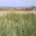 Salicòrnia