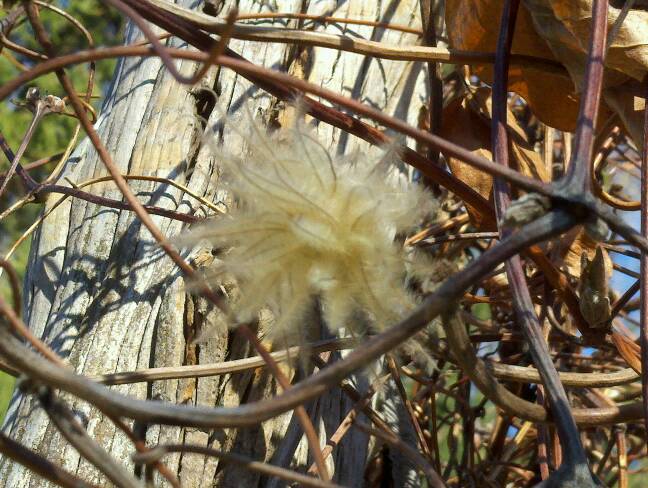 Clematis