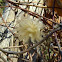 Clematis