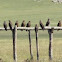 Black kite's