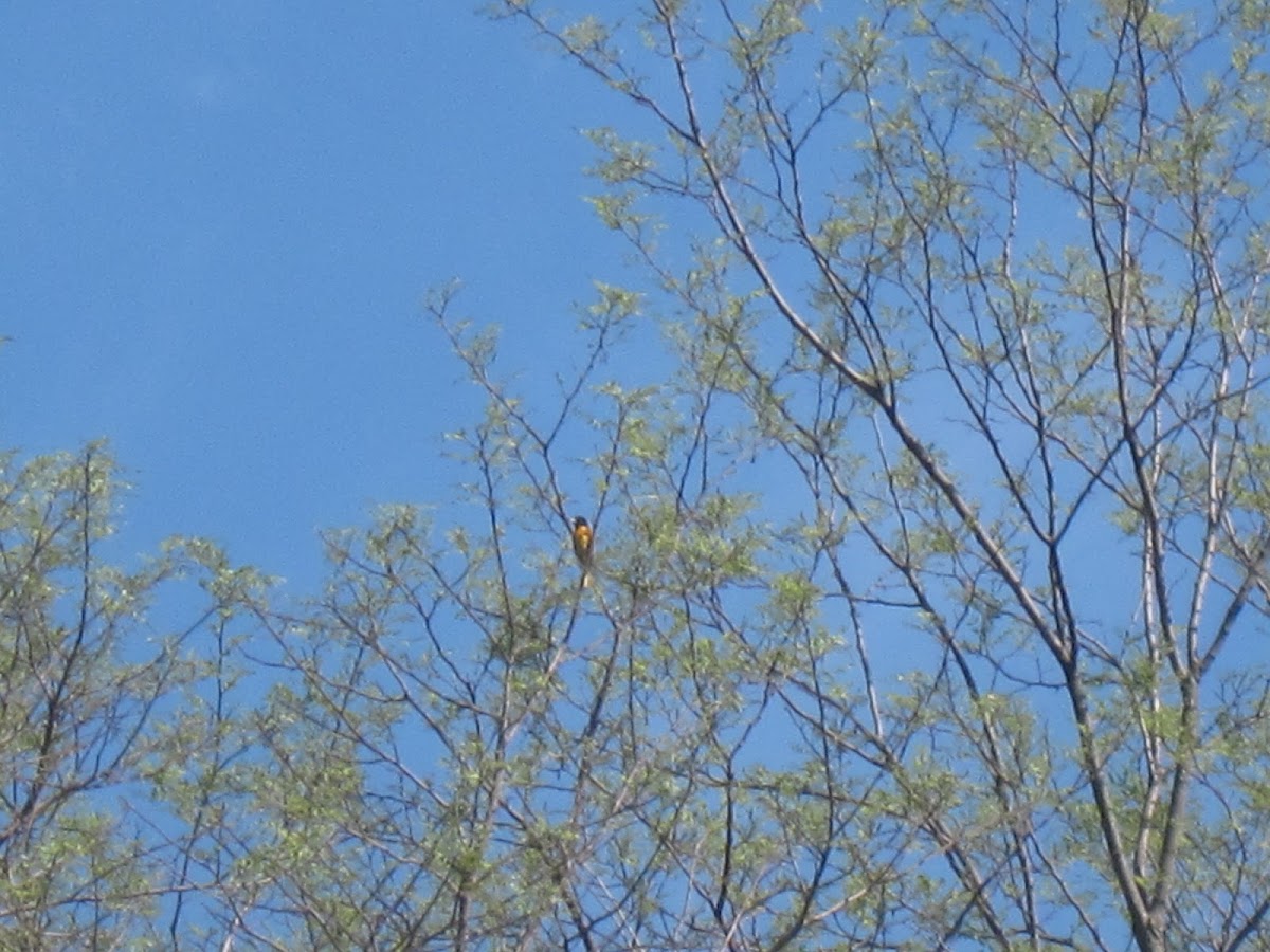 Baltimore Oriole