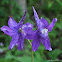Dwarf Larkspur