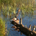 Mallard ducks