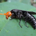 Wasp