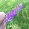 Cow's Vetch