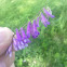 Cow's Vetch