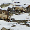 WILD GOAT