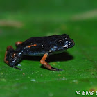 leptodactylus