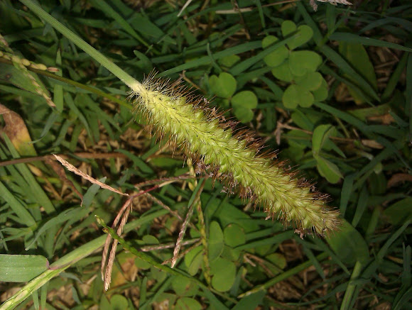 Spotting Image 1