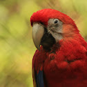 Scarlet Macaw