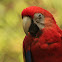 Scarlet Macaw