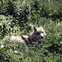 Grey wolf