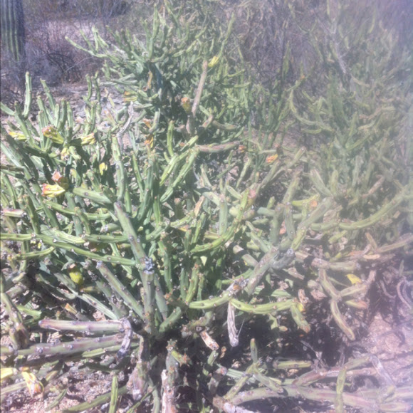 Spotting Image 1